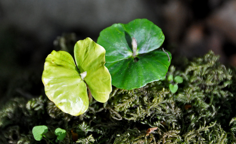 natur-004.jpg
